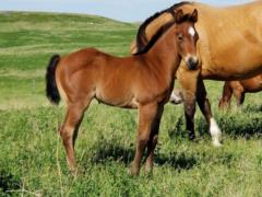 Paddys Gin Dallas JW <BR> AQHA 6005063